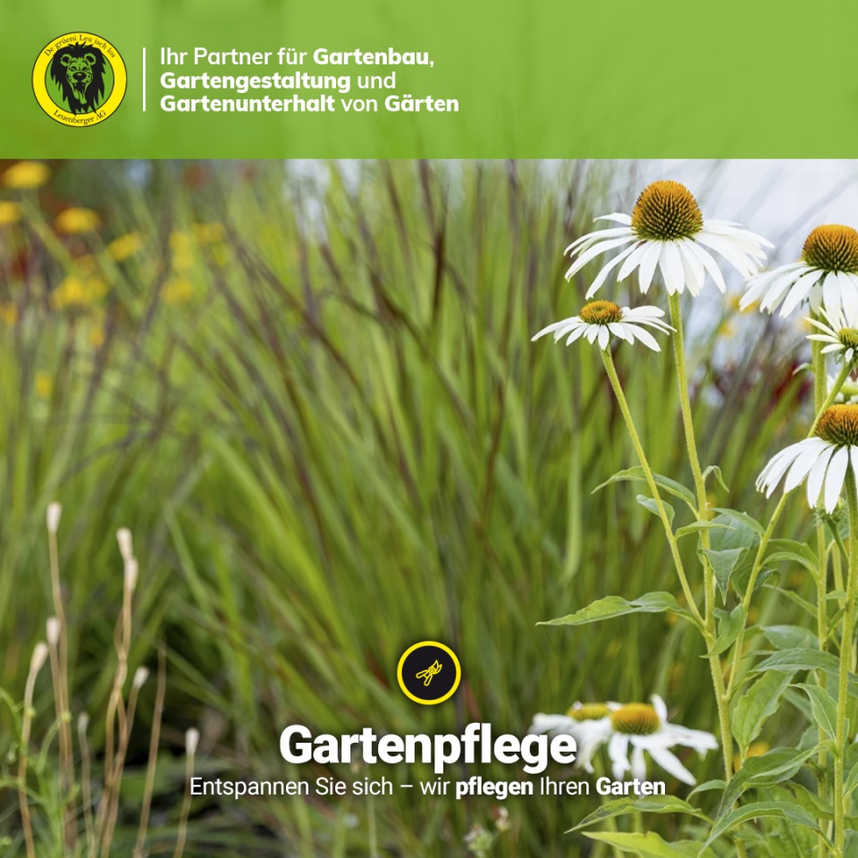 Gartenpflege Leuenberger AG: Ihr Garten in besten Händen – Entspannen Sie, wir kümmern uns drum! - Stellen Sie sich vor, Sie verlassen Ihr Haus und werden von einem Garten empfangen, der pure Harmonie ausstrahlt – ein Ort der Ruhe, der zum Verweilen einlädt und Ihnen neue Energie schenkt. Dieser Traum wird Wirklichkeit mit der professionellen Gartenpflege der Leuenberger AG aus Laufenburg!