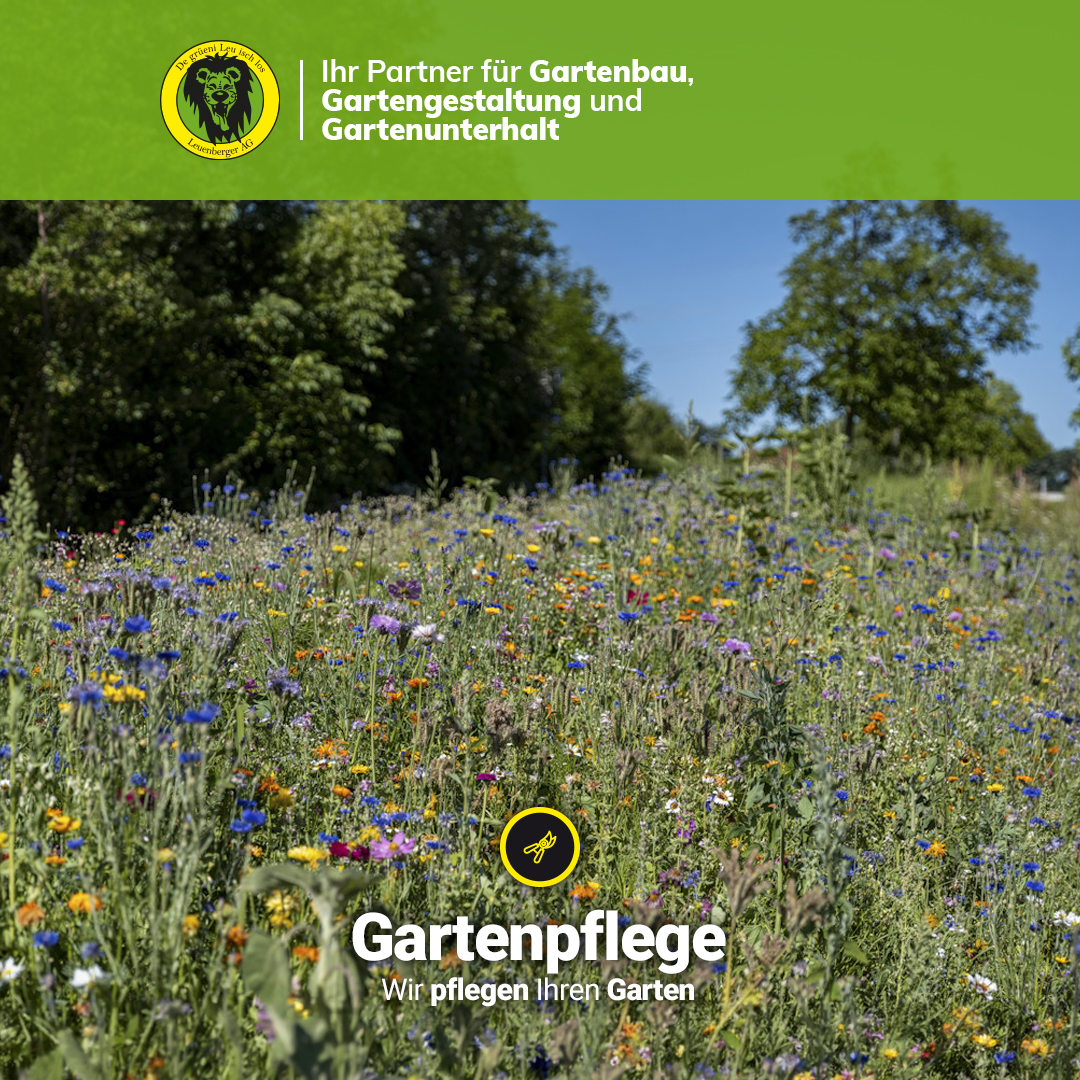 Gartenpflege Leuenberger AG: Ihr Garten in besten Händen – Entspannen Sie, wir kümmern uns drum! - Stellen Sie sich vor, Sie verlassen Ihr Haus und werden von einem Garten empfangen, der pure Harmonie ausstrahlt – ein Ort der Ruhe, der zum Verweilen einlädt und Ihnen neue Energie schenkt. Dieser Traum wird Wirklichkeit mit der professionellen Gartenpflege der Leuenberger AG aus Laufenburg!